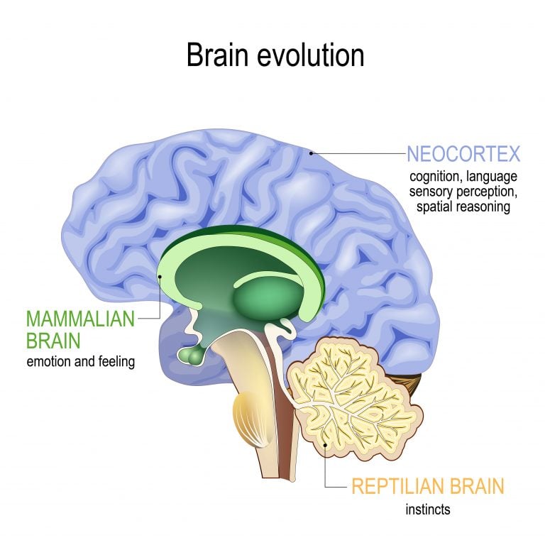 brain evolution diagram 
