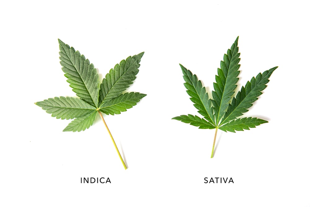 indica and sativa plants