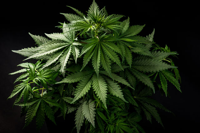 cannabis plant - home cultivation
