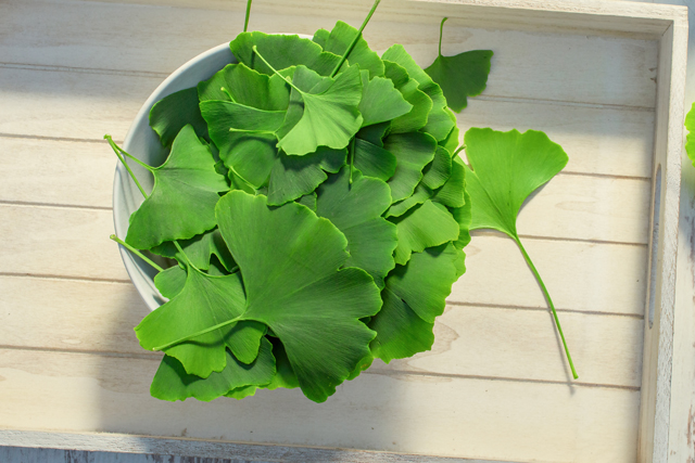 ginkgo as a remedy for glaucoma, Underlying Conditions for Glaucoma