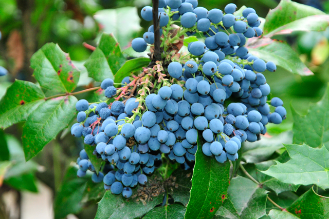 grapes, ease psoriasis symptoms