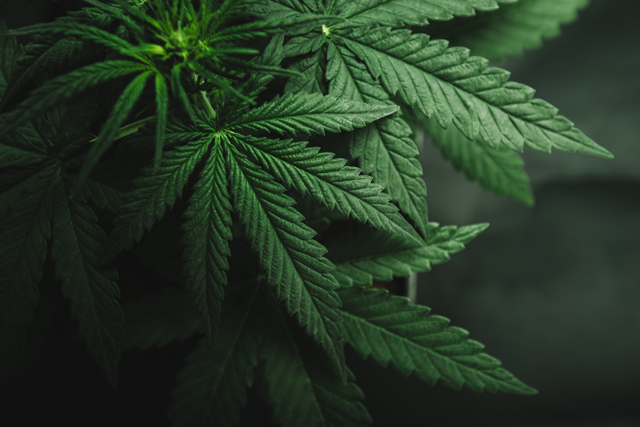 Growing Your Own Marijuana Plants