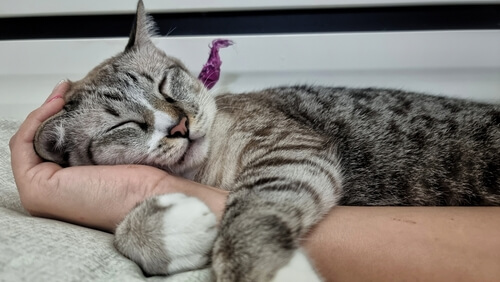 Striped emotional support cat in the arms of its owner