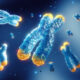 rapamycin affects telomere length