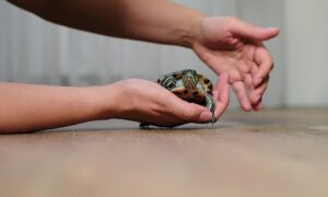 Person slowly laying down their turtle