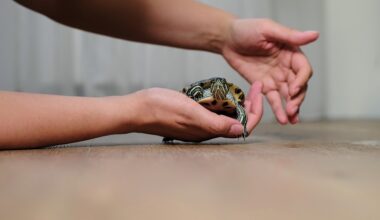 Person slowly laying down their turtle