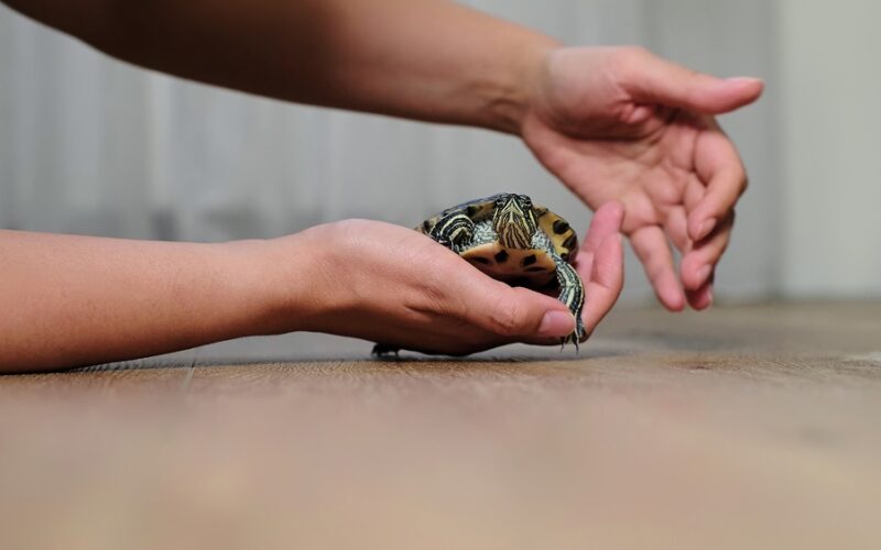 Person slowly laying down their turtle