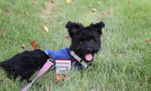 An emotional support animal enjoying the grass while out with owner