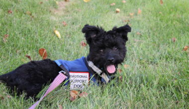 An emotional support animal enjoying the grass while out with owner