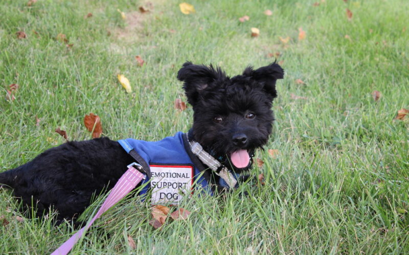 An emotional support animal enjoying the grass while out with owner