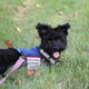 An emotional support animal enjoying the grass while out with owner