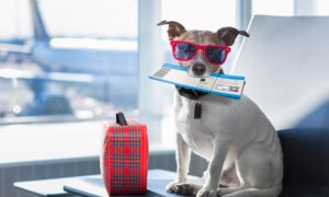 Dog in airport with plane ticket waiting for flight