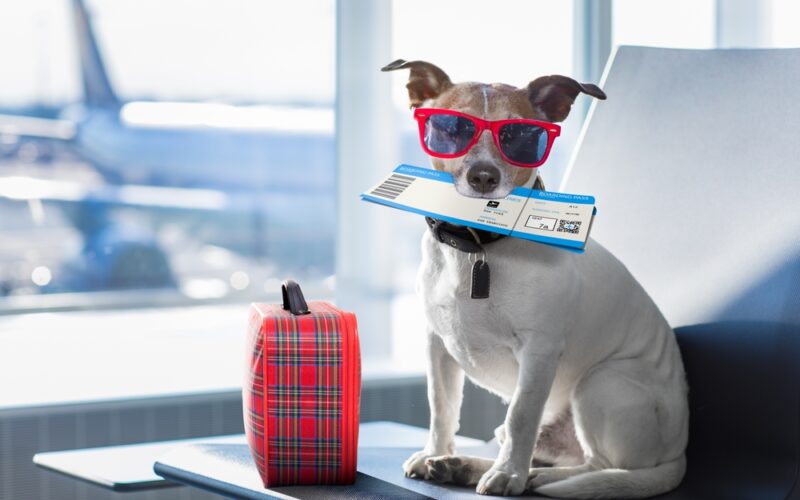 Dog in airport with plane ticket waiting for flight