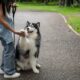 Young woman getting a paw from her dog while on a walk