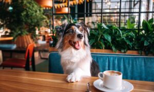 Dog sitting at a table in restaurant with a coffee