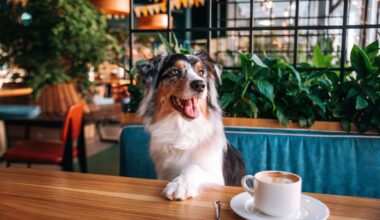 Dog sitting at a table in restaurant with a coffee