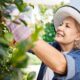 Smiling older woman wearing a wide-brimmed hat and gardening gloves while trimming green plants, representing vitality, energy, and healthy aging supported by NAD+ therapy.